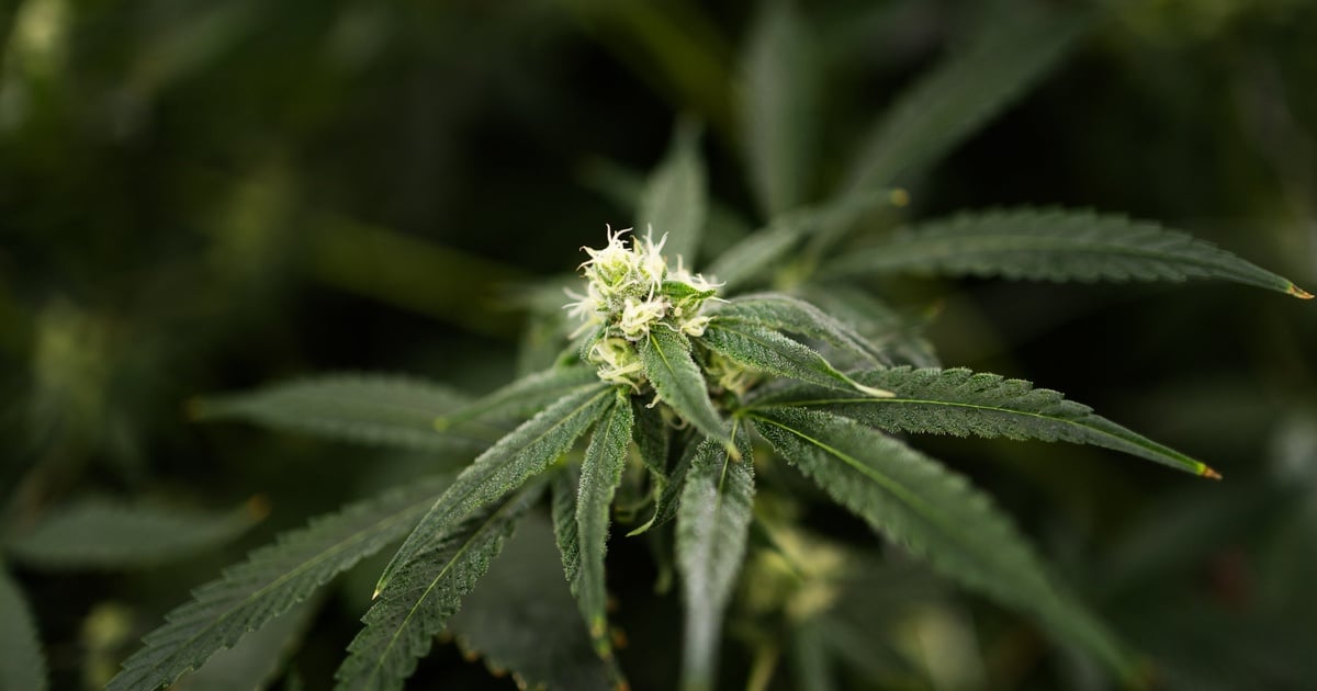Should Texas Ban or Regulate THC